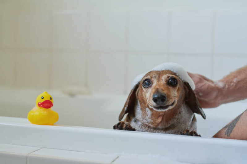 Banho e Tosa Cachorros Agendar Brooklin Novo - Banho e Tosa Próximo a Mim