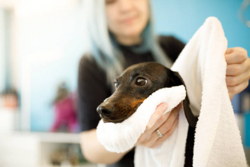 Banho e Tosa para Animais Agendar Jardim Sa Saúde - Banho e Tosa Aclimação