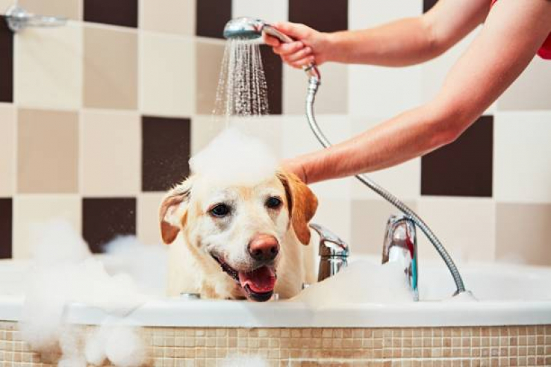 Banho e Tosa para Cachorro Agendar Vila Uberabinha - Banho e Tosa Aclimação