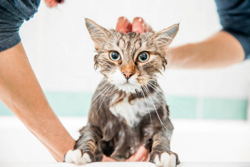 Banho e Tosa para Cães e Gatos Agendar Bela Vista - Banho e Tosa Pet