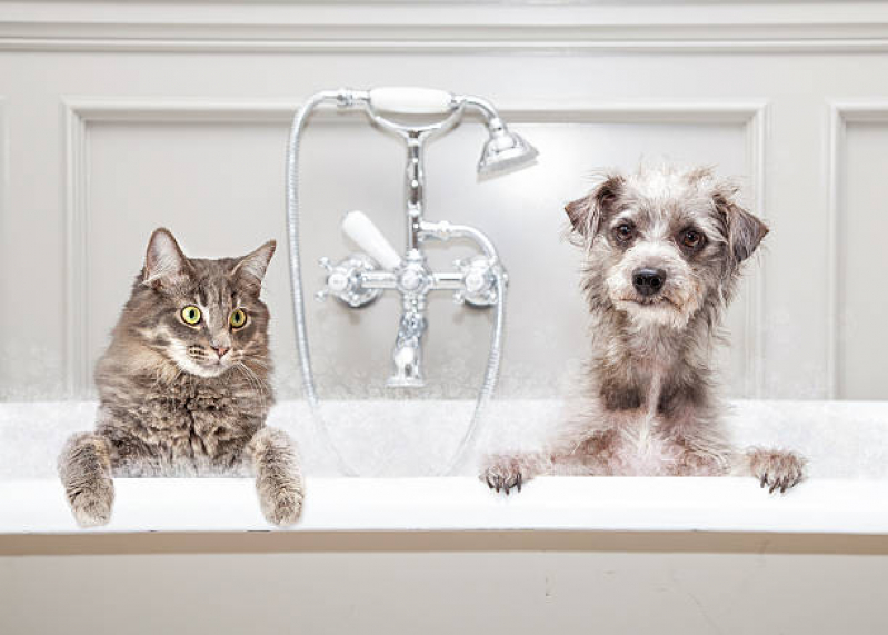 Banho e Tosa para Cães e Gatos Jardim Paulista - Banho e Tosa Próximo a Mim