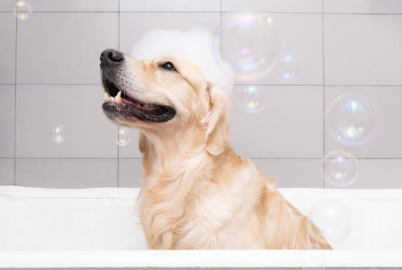 Banho e Tosa Pet Shop Agendar Tibiriçá - Banho e Tosa Pet