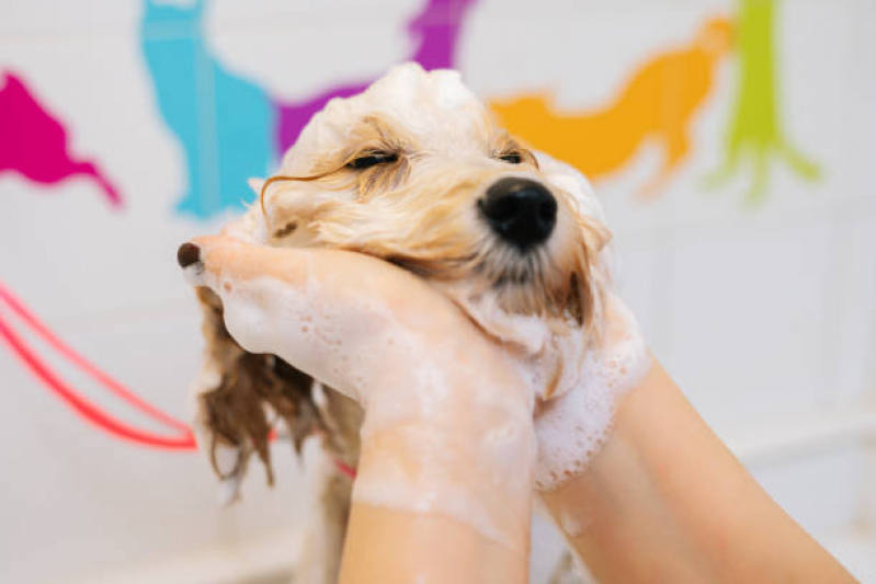 Banho e Tosa Pet Shop Tibiriçá - Banho e Tosa para Animais