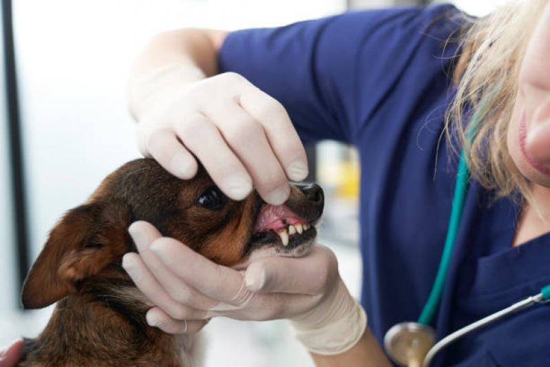 Odontologia para Cachorro Marcar Jardim Luzitania - Dentista para Dente Mole de Cachorro