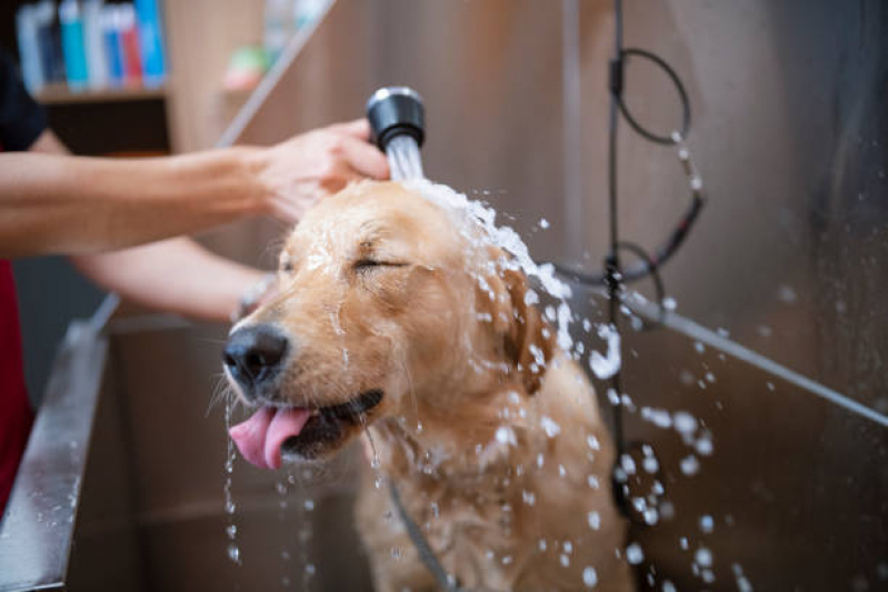 Onde Fazer Banho e Tosa Cachorros Vila Nova Concição - Banho e Tosa Próximo a Mim