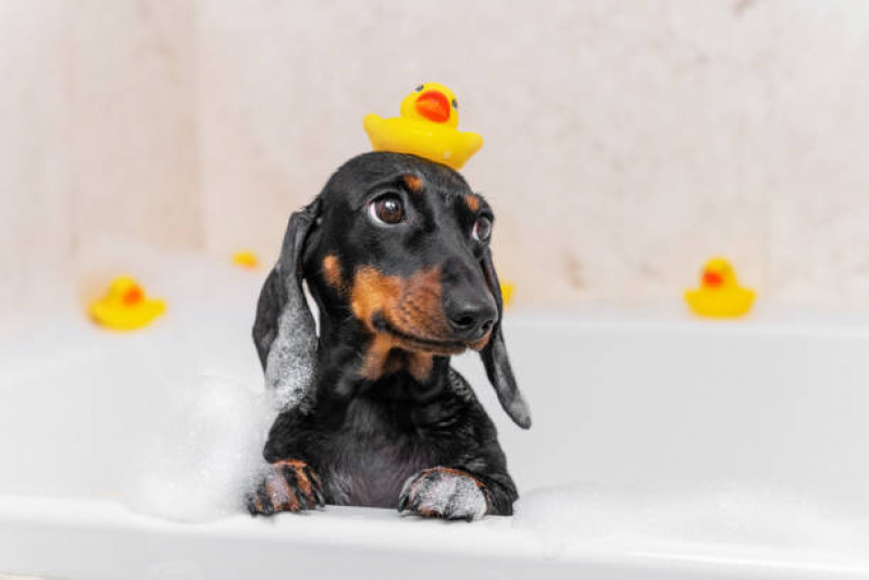 Onde Fazer Banho e Tosa para Animais Canão - Banho e Tosa Pet