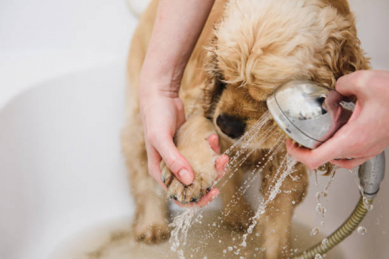 Onde Fazer Banho e Tosa para Cachorro Jardim Previdencia - Banho e Tosa Aclimação