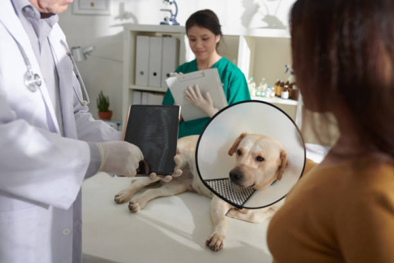 Ortopedia Veterinária Vila Nova Concição - Ortopedia para Cachorro de Pequeno Porte