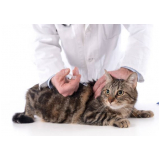 aplicação de vacina para filhote de gato Mooca