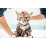 banho e tosa para cães e gatos agendar Vila Uberabinha