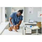 Consulta Veterinária para Cães Filhotes