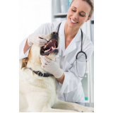 dentista para cachorro marcar Chácara Klabin