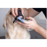 dentista para limpeza de tártaro para cachorro marcar Brooklin Velho