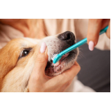 Dentista para Cachorro Vila Mariana