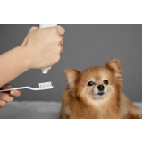 Dentista para Dente Mole de Cachorro