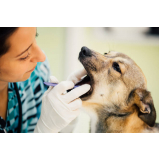Dentista para Limpeza de Tártaro para Cachorro