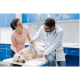 ortopedia para cachorro Vila Cordeiro