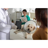 ortopedia para cães de grande porte Parque Imperial