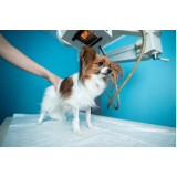 Ortopedia para Cachorro de Pequeno Porte