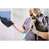 Ortopedia para Cachorro Vila Mariana