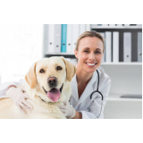 Ortopedista para Cachorro