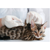 vacina de raiva para gatos agendar Chácara Itaim